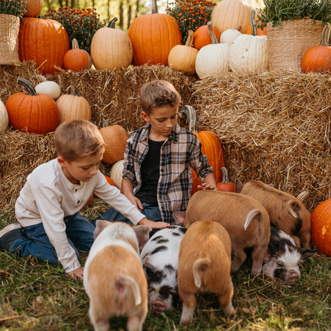 Piglets & Pumpkins Micro Mini Photo Sessions | October 19th, 2025 with Blankslate Photography