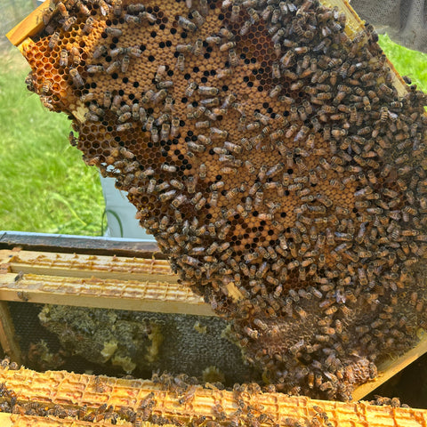 A beekeeper displays a frame containing capped brood cells and active worker bees during the Inside the Hive tour at First Roots Farm in Oconomowoc, WI.