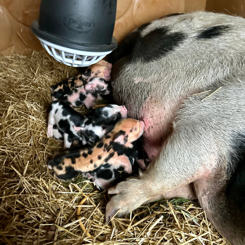 Barrow Piglet Deposit