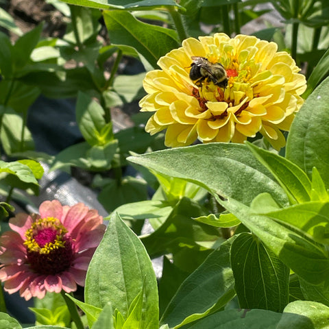 A honeybee collects nectar from the flower fields at First Roots Farm, Oconomowoc, WI.