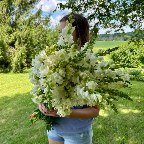 Seasonal Flower CSA bouquet featuring locally grown blooms. First Roots Farm, Oconomowoc, WI. uPick Flowers near me Hartland WI, Delafield WI, Pewaukee WI, Waukesha WI, Brookfield WI, Sussex WI, Dousman WI, Wales WI, Genesee Depot WI, Mukwonago WI, North Prairie WI, Milwaukee WI, Wauwatosa WI, Menomonee Falls WI, West Allis WI, New Berlin WI, Whitefish Bay WI, Shorewood WI, Elm Grove WI, Mequon WI, Cedarburg WI, Grafton WI, Jackson WI, Germantown WI, Hartford WI, Slinger WI, Rubicon WI, Watertown WI