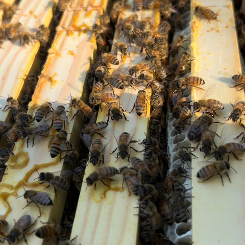 A beekeeper displays a wooden frame teeming with brood, pollen, and nectar during the Inside the Hive tour at First Roots Farm in Oconomowoc, Wisconsin.