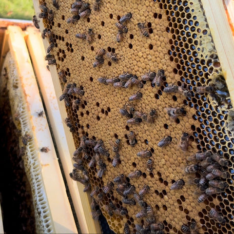 Bee education class: Inside the Hive tour at First Roots Farm in Oconomowoc, Wisconsin