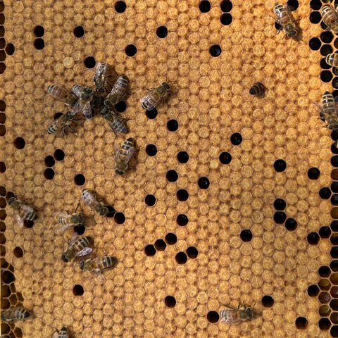 A close-up of a honeycomb dripping with golden honey inside a beehive at First Roots Farm, Oconomowoc, WI.