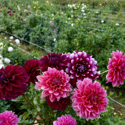 40 Mystery Dahlia Tubers