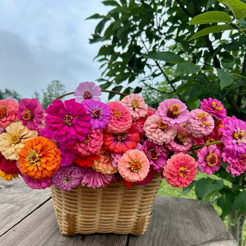 Yoga by Analisia in the Flowers | 9.17.26 Yoga Class + uPick