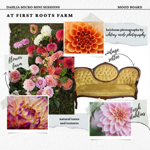 First Roots Farm in Oconomowoc, WI, provides a peaceful flower farm setting for Dahlia Micro Mini Photography Session Conveniently near Hartland, Delafield, Pewaukee, Waukesha, and Brookfield, our farm offers a serene, nature-filled space for outdoor yoga, meditation, and relaxation.