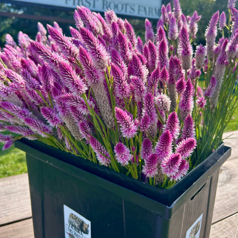 Celosia Flamingo Feather First Roots Farm Flower CSA 