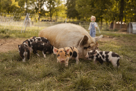 Enjoying a sunny afternoon among the blooms at First Roots Farm with Kunekune Piglets