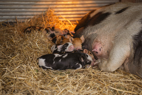 Kunekune Tapeka sow nursing piglets at First Roots Farm in Oconomowoc, WI