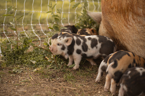 Family-friendly piglet experience with Kunekune pigs near Milwaukee, WI