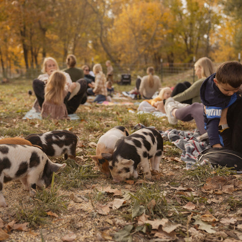 Kunekune Piglet Yoga, Farm Yoga at First Roots Farm at Oconomowoc, WI. Kunekunes near me Hartland WI, Delafield WI, Pewaukee WI, Waukesha WI, Brookfield WI, Sussex WI, Dousman WI, Wales WI, Genesee Depot WI, Mukwonago WI, North Prairie WI, Milwaukee WI, Wauwatosa WI, Menomonee Falls WI, West Allis WI, New Berlin WI, Whitefish Bay WI, Shorewood WI, Elm Grove WI, Mequon WI, Cedarburg WI, Grafton WI, Jackson WI, Germantown WI, Hartford WI, Slinger WI, Rubicon WI, Watertown WI