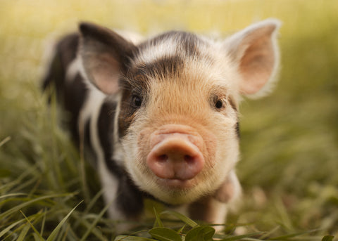 Meet baby Kunekune piglets and explore the farm at First Roots Farm