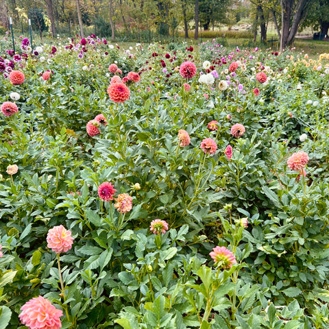 Field of pink and white flowers with green leaves in a natural setting
