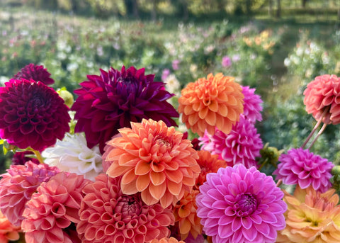 Bouquet of colorful dahlias at First Roots Farm