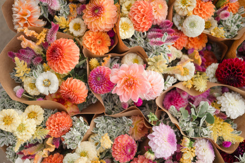 Dahlia bouquets from First Roots Farm Oconomowoc WI 