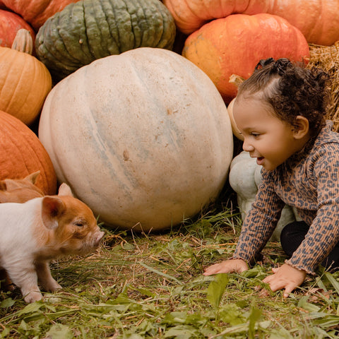 Piglets + Pumpkins Micro Mini Family Photo Event | 10.11.2026 with Kendall Kuss Photography