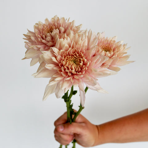 First Roots Farm in Oconomowoc, WI, is a flower farm setting with vibrant seasonal blooms. Conveniently located near Milwaukee, Wauwatosa, West Allis, Brookfield, Waukesha, Pewaukee, Hartland, Delafield, Sussex, Menomonee Falls, Cedarburg, and Waukesha.