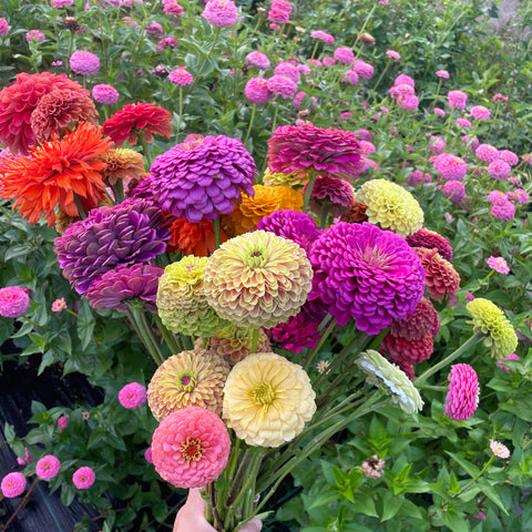 First Roots Farm in Oconomowoc, WI, is a flower farm setting with vibrant seasonal blooms. Conveniently located near Milwaukee, Wauwatosa, West Allis, Brookfield, Waukesha, Pewaukee, Hartland, Delafield, Sussex, Menomonee Falls, Cedarburg, and Waukesha.
