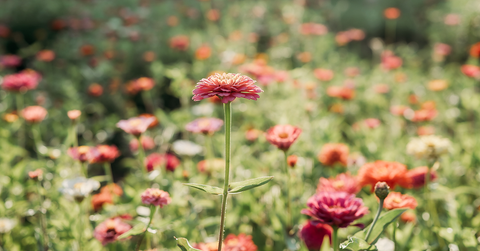 Flower farm near me uPick flower farm in Oconomowoc with fresh seasonal blooms