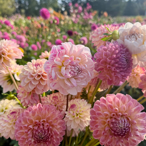 Valley Porcupine, Kelgai Ann Dahlia Tubers in flower field 