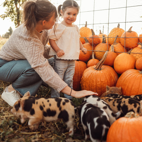 Woman and child with kunekune piglets and pumpkins at First Roots Farm