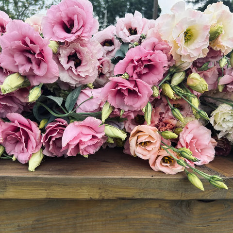 Vibrant seasonal flower uPick event in Oconomowoc, WI
