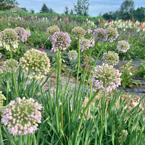 uPick | Saturday, September 12th, 2026