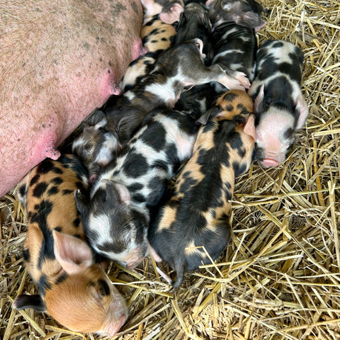 Registered Piglet Deposit