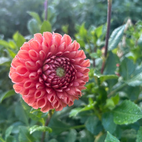 40 Mystery Dahlia Tubers