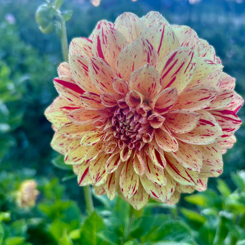 40 Mystery Dahlia Tubers