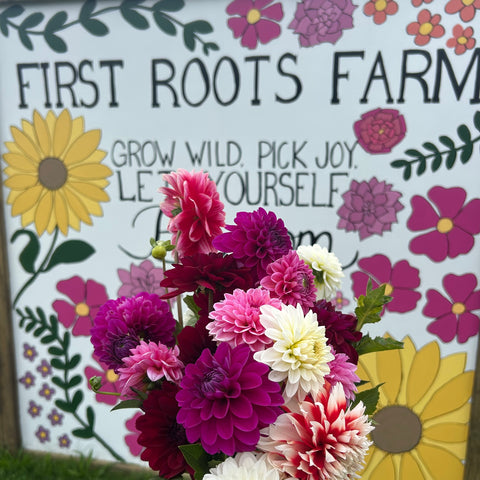 40 Mystery Dahlia Tubers