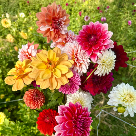 40 Mystery Dahlia Tubers