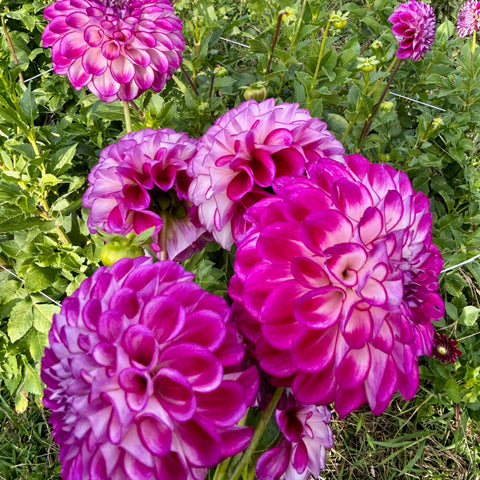 40 Mystery Dahlia Tubers