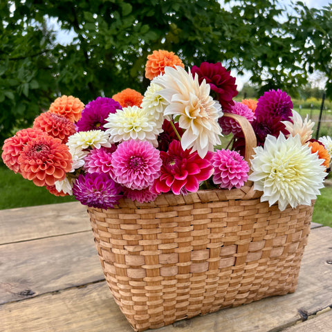 10 Mystery Dahlia Tubers