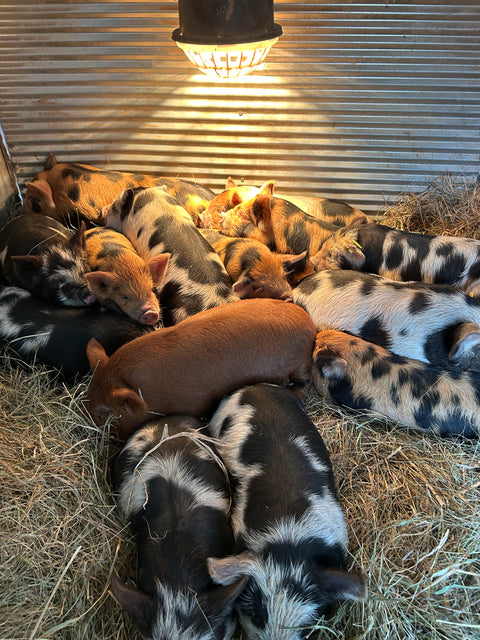 Barrow Piglet Final Payment