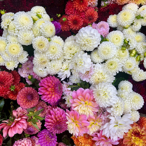 20 Mystery Dahlia Tubers