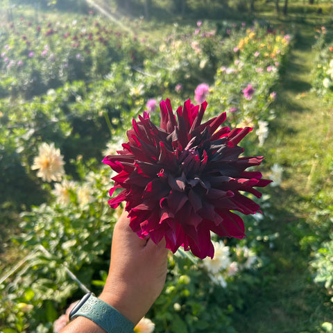40 Mystery Dahlia Tubers