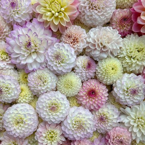 50 Mystery Dahlia Tubers