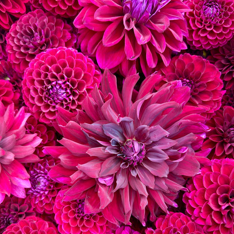 40 Mystery Dahlia Tubers