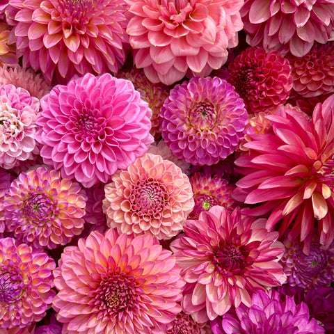 30 Mystery Dahlia Tubers