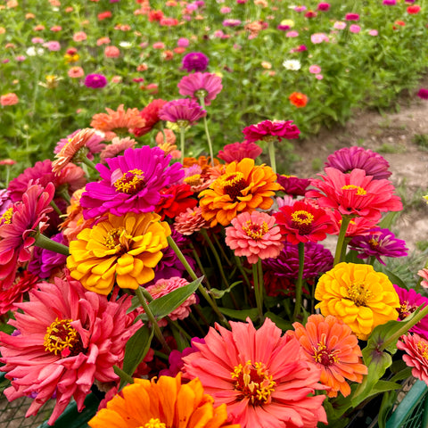 Seasonal Flower CSA bouquet featuring locally grown blooms. First Roots Farm, Oconomowoc, WI. CSA Flower Bouquet Subscription near me Hartland WI, Delafield WI, Pewaukee WI, Waukesha WI, Brookfield WI, Sussex WI, Dousman WI, Wales WI, Genesee Depot WI, Mukwonago WI, North Prairie WI, Milwaukee WI, Wauwatosa WI, Menomonee Falls WI, West Allis WI, New Berlin WI, Whitefish Bay WI, Shorewood WI, Elm Grove WI, Mequon WI, Cedarburg WI, Grafton WI, Jackson WI, Germantown WI, Hartford WI, Slinger WI, Rubicon WI
