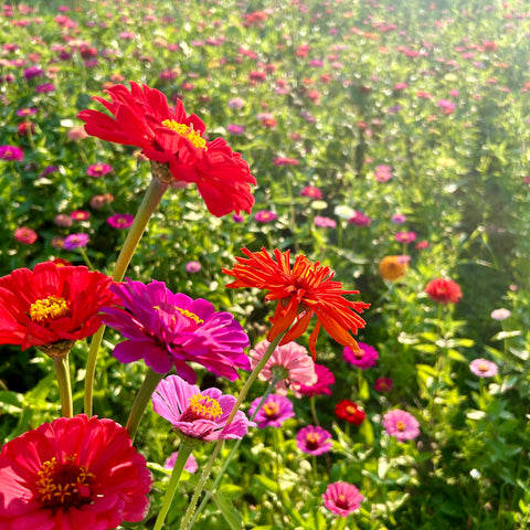 First Roots Farm in Oconomowoc, WI. Flower farm near me Hartland WI, Delafield WI, Pewaukee WI, Waukesha WI, Brookfield WI, Sussex WI, Dousman WI, Wales WI, Genesee Depot WI, Mukwonago WI, North Prairie WI, Milwaukee WI, Wauwatosa WI, Menomonee Falls WI, West Allis WI, New Berlin WI, Whitefish Bay WI, Shorewood WI, Elm Grove WI, Mequon WI, Cedarburg WI, Grafton WI, Jackson WI, Germantown WI, Hartford WI, Slinger WI, Rubicon WI, Watertown WI