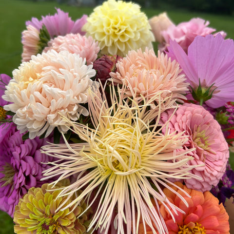 Exclusive flower varieties offered to our CSA subscribers, First Roots Farm in Oconomowoc, WI 