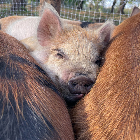 Kunekune piglets at First Roots Farm Oconomowoc WI 