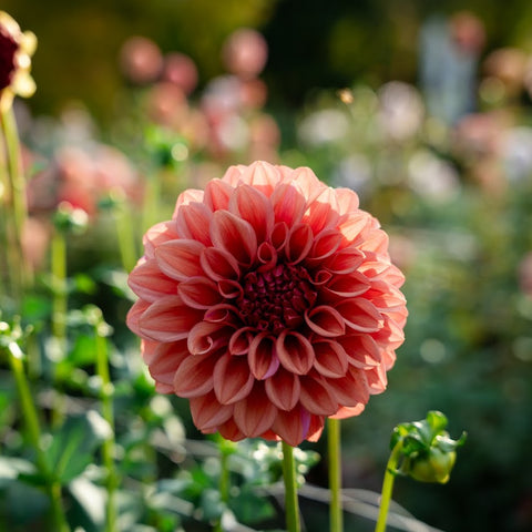 Affordable mystery dahlia tuber bundles for gardeners growing more flowers