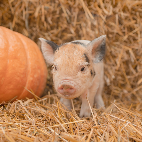 Piglets + Pumpkins Micro Mini Family Photo Event | 10.11.2026 with Kendall Kuss Photography