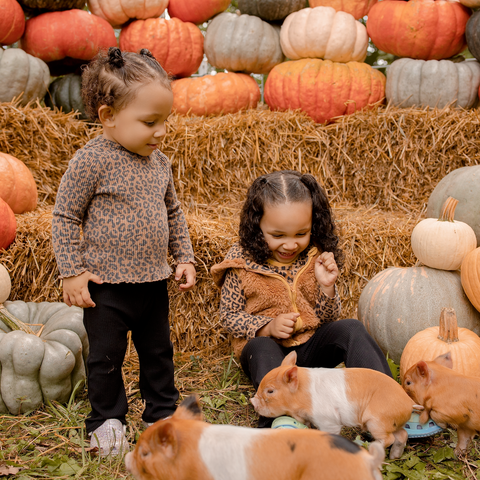 Piglets + Pumpkins Micro Mini Family Photo Event | 10.11.2026 with Kendall Kuss Photography