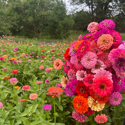 Zinnia flowers at First Roots Farm in Oconomowoc WI 53066