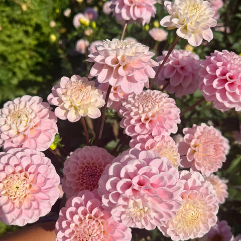 Dahlia tubers for small flower farms growing flowers for bouquets and markets
